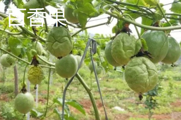 罗汉果与百香果有什么区别,前者属于葫芦科、后者属于西番莲科