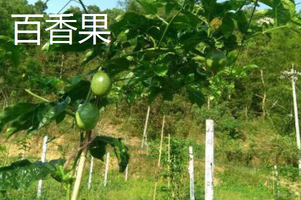 罗汉果与百香果有什么区别,前者属于葫芦科、后者属于西番莲科