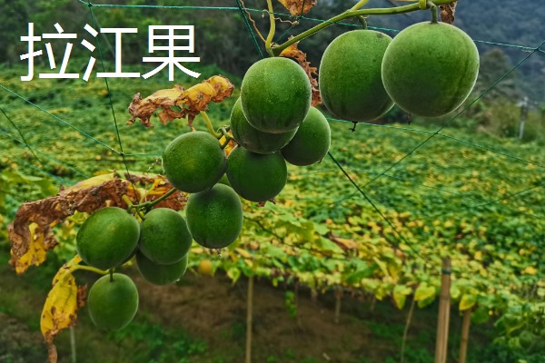 罗汉果与百香果有什么区别,前者属于葫芦科、后者属于西番莲科