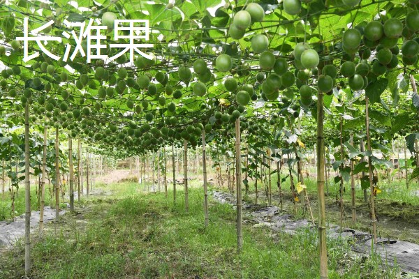 罗汉果与百香果有什么区别,前者属于葫芦科、后者属于西番莲科