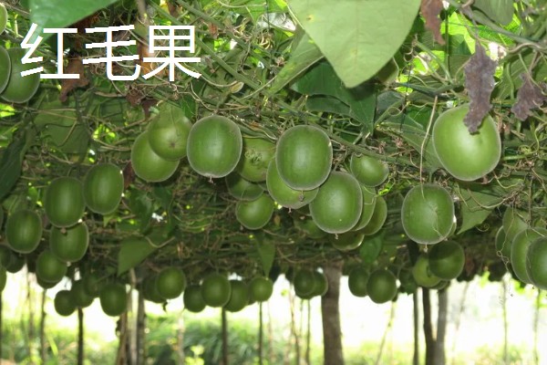 罗汉果与百香果有什么区别,前者属于葫芦科、后者属于西番莲科