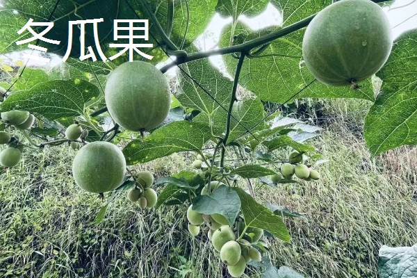 罗汉果与百香果有什么区别,前者属于葫芦科、后者属于西番莲科