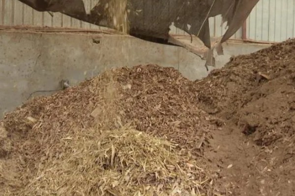 怎样用菌草栽培食用菌,先将菌草切碎放在太阳下晾晒