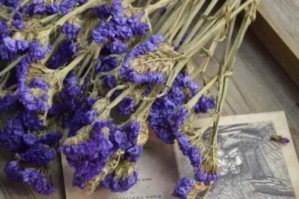 勿忘我干花的寓意,寓意永恒的爱情、不要忘记我等