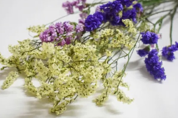 勿忘我干花的寓意,寓意永恒的爱情、不要忘记我等