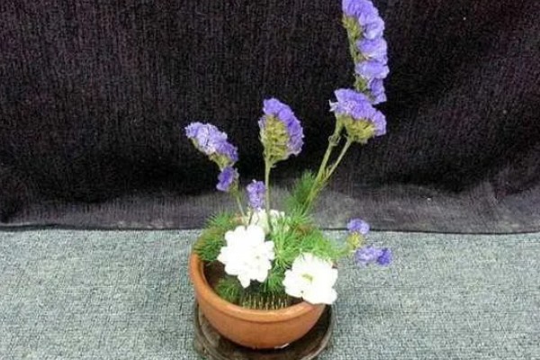 勿忘我干花的寓意,寓意永恒的爱情、不要忘记我等