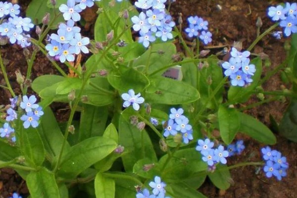 勿忘我干花的寓意,寓意永恒的爱情、不要忘记我等