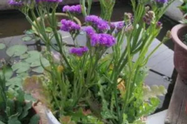 勿忘我干花的寓意,寓意永恒的爱情、不要忘记我等