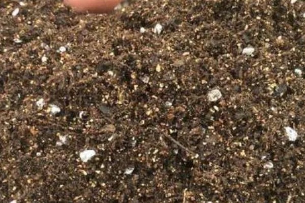 怎样用菌草栽培食用菌,先将菌草切碎放在太阳下晾晒