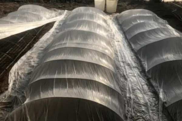 怎样用菌草栽培食用菌,先将菌草切碎放在太阳下晾晒