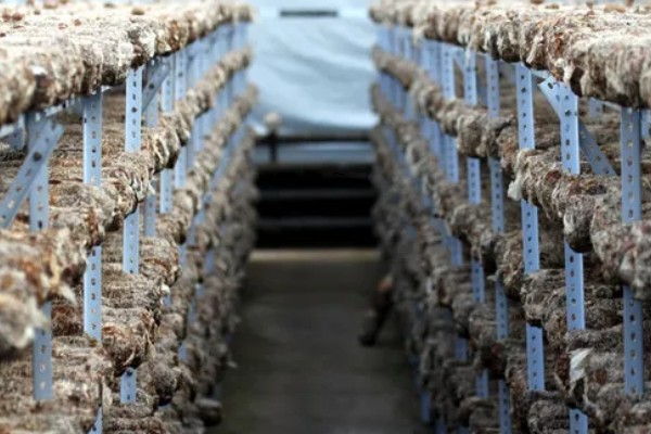 怎样用菌草栽培食用菌,先将菌草切碎放在太阳下晾晒