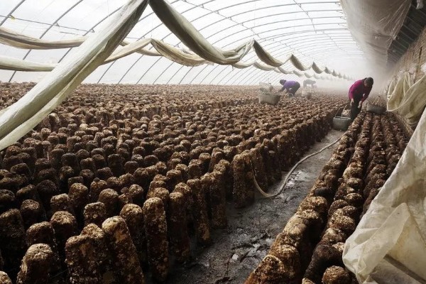 怎样用菌草栽培食用菌,先将菌草切碎放在太阳下晾晒
