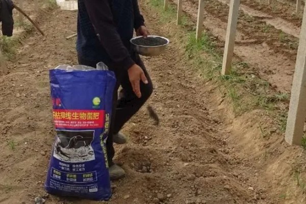 怎样用菌草栽培食用菌,先将菌草切碎放在太阳下晾晒