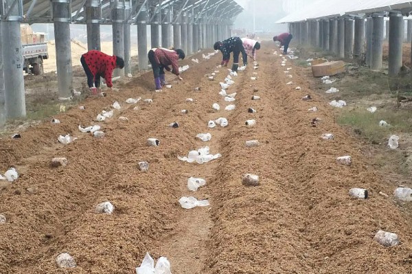 怎样用菌草栽培食用菌,先将菌草切碎放在太阳下晾晒