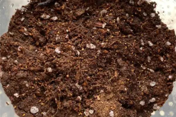 水仙花怎么养，喜欢生长在湿润的环境下