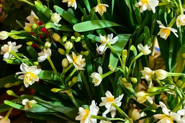 水仙花怎么养，喜欢生长在湿润的环境下