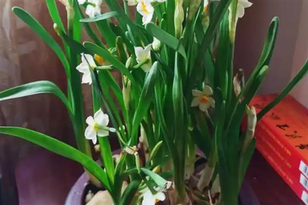 水仙花怎么养，喜欢生长在湿润的环境下