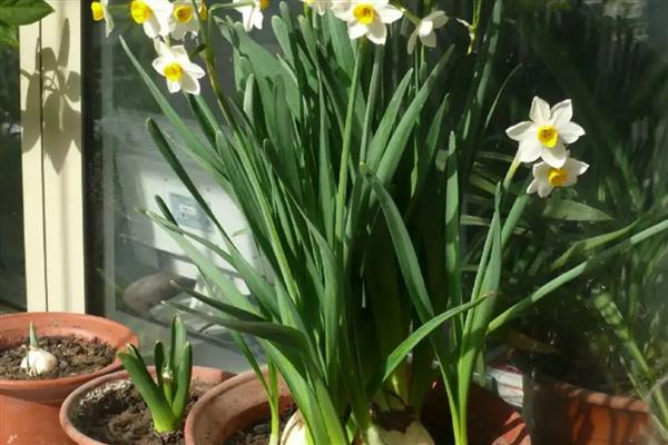 水仙花怎么养，喜欢生长在湿润的环境下