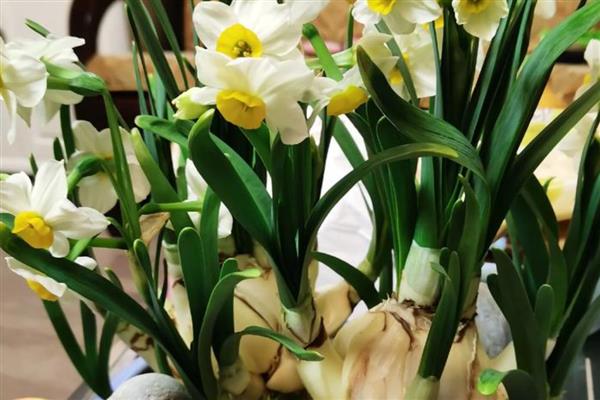 水仙花怎么养，喜欢生长在湿润的环境下