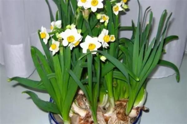 水仙花怎么养，喜欢生长在湿润的环境下