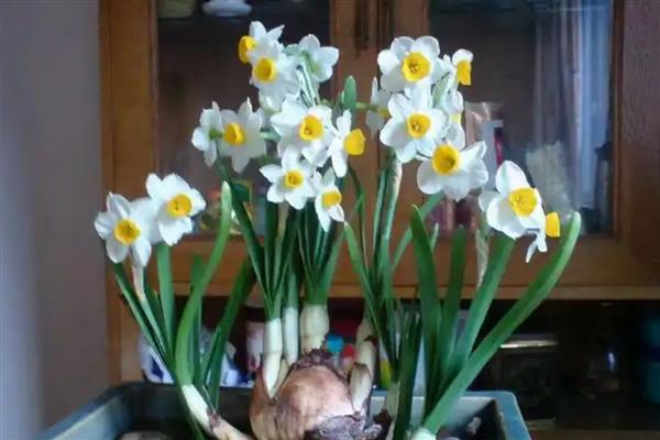 水仙花怎么养，喜欢生长在湿润的环境下