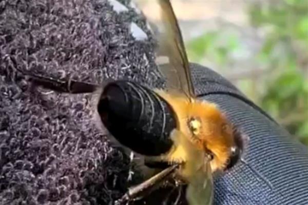 黑色的蜜蜂有没有毒，大多数带有毒性