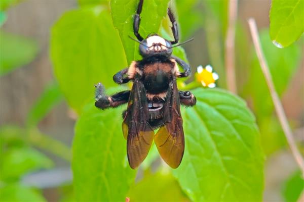 黑色的蜜蜂有没有毒，大多数带有毒性