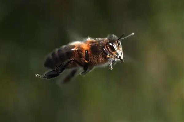 黑色的蜜蜂有没有毒，大多数带有毒性