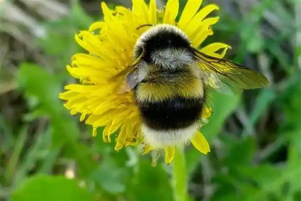 黑色的蜜蜂有没有毒，大多数带有毒性