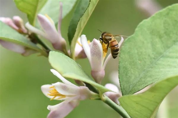 黑色的蜜蜂有没有毒，大多数带有毒性