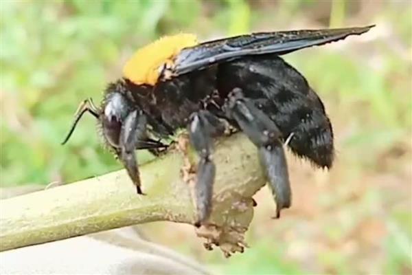 黑色的蜜蜂有没有毒，大多数带有毒性