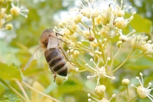 黑色的蜜蜂有没有毒，大多数带有毒性