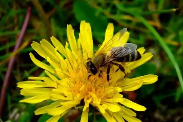 黑色的蜜蜂有没有毒，大多数带有毒性
