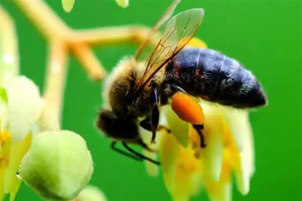 黑色的蜜蜂有没有毒，大多数带有毒性