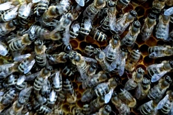 黑色的蜜蜂有没有毒，大多数带有毒性