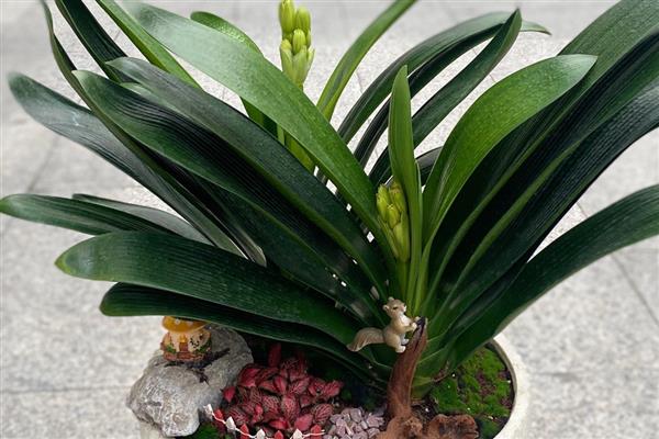 君子兰的叶片为什么不绿,缺光、温度不适、通风不良都会影响叶片生长