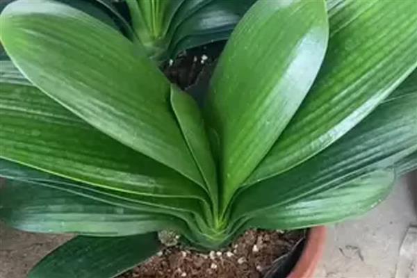 君子兰的叶片为什么不绿,缺光、温度不适、通风不良都会影响叶片生长