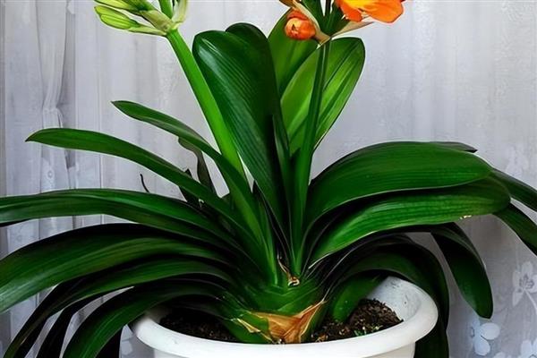 君子兰的叶片为什么不绿,缺光、温度不适、通风不良都会影响叶片生长