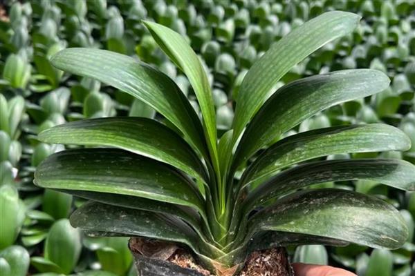 君子兰的叶片为什么不绿,缺光、温度不适、通风不良都会影响叶片生长
