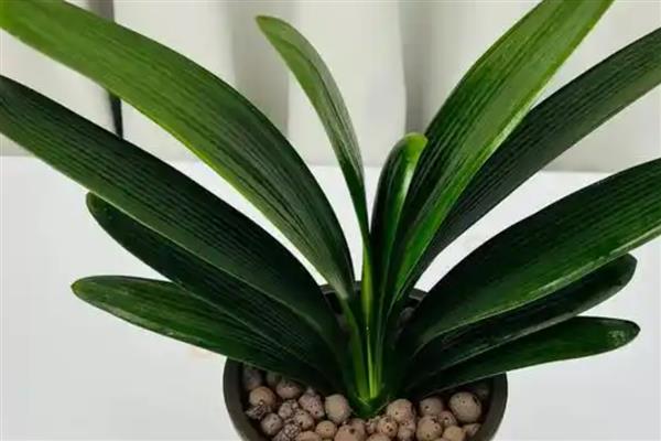 君子兰的叶片为什么不绿,缺光、温度不适、通风不良都会影响叶片生长