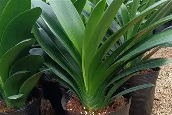 君子兰的叶片为什么不绿,缺光、温度不适、通风不良都会影响叶片生长