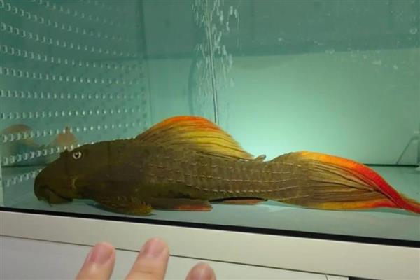 红箭尾坦克异型鱼好不好养,饲养难度不高适合新手