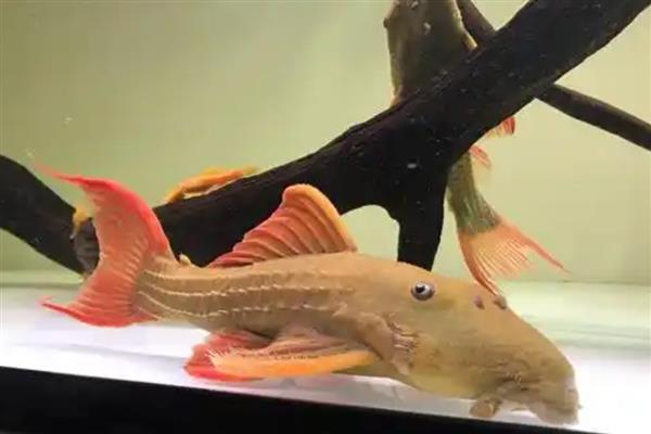 红箭尾坦克异型鱼好不好养,饲养难度不高适合新手