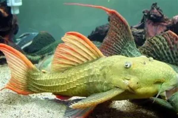 红箭尾坦克异型鱼好不好养,饲养难度不高适合新手