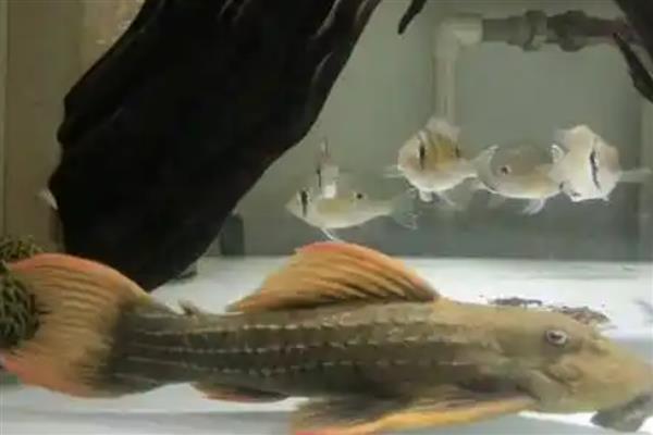 红箭尾坦克异型鱼好不好养,饲养难度不高适合新手