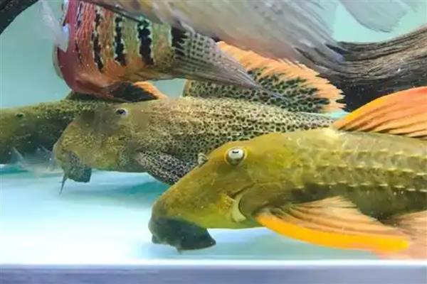 红箭尾坦克异型鱼好不好养,饲养难度不高适合新手