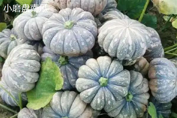 优质的南瓜品种,推荐密本南瓜、黄狼南瓜等