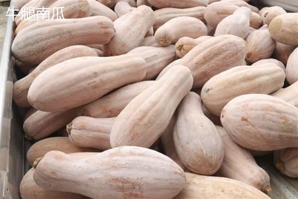 优质的南瓜品种,推荐密本南瓜、黄狼南瓜等