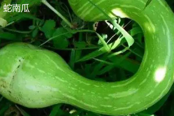 优质的南瓜品种,推荐密本南瓜、黄狼南瓜等