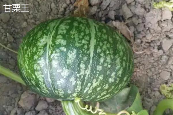 优质的南瓜品种,推荐密本南瓜、黄狼南瓜等